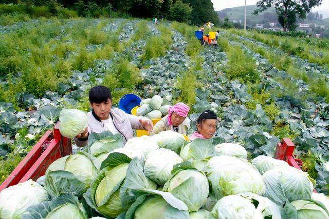 2025大白菜行业深度调研及发展现状、竞争格局分析_人保车险   品牌优势——快速了解燃油汽车车险,人保有温度