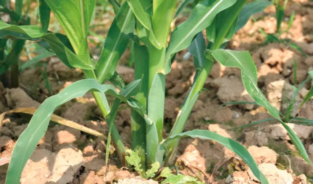 人保财险政银保 ,人保财险 _2025年鲜食玉米行业现状与发展趋势分析