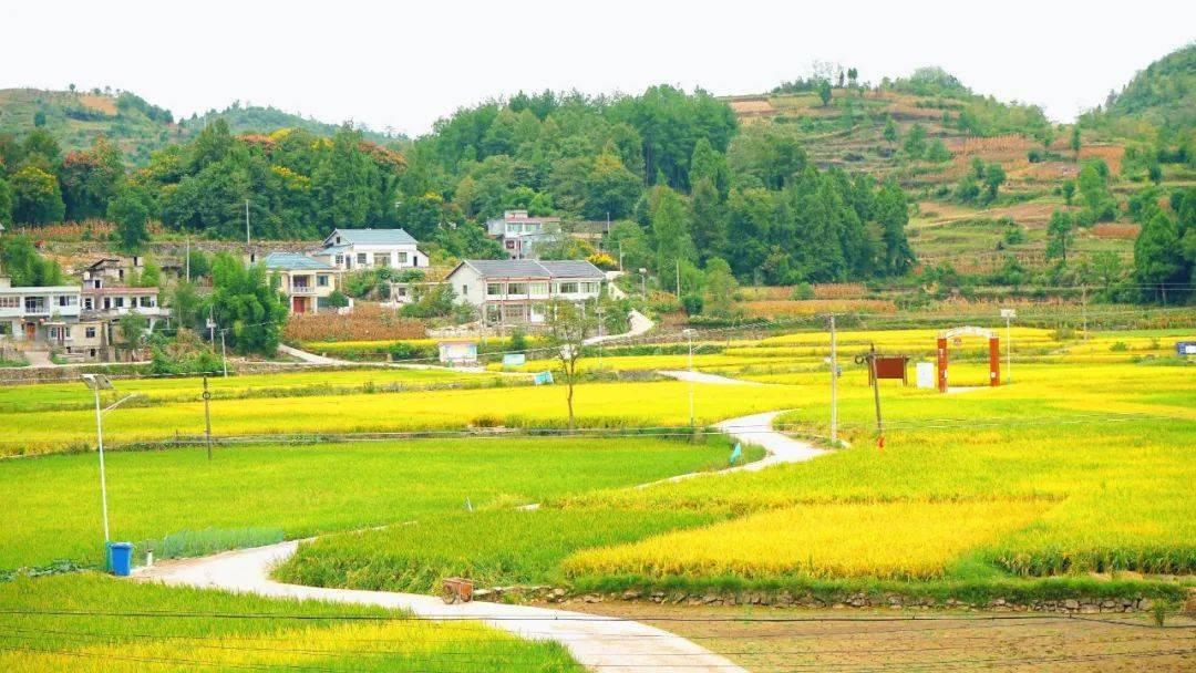 2025年小麦行业现状与发展趋势分析_人保伴您前行,人保有温度