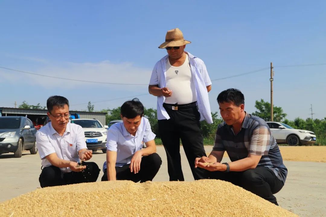 2025年小麦行业现状与发展趋势分析_人保伴您前行,人保有温度