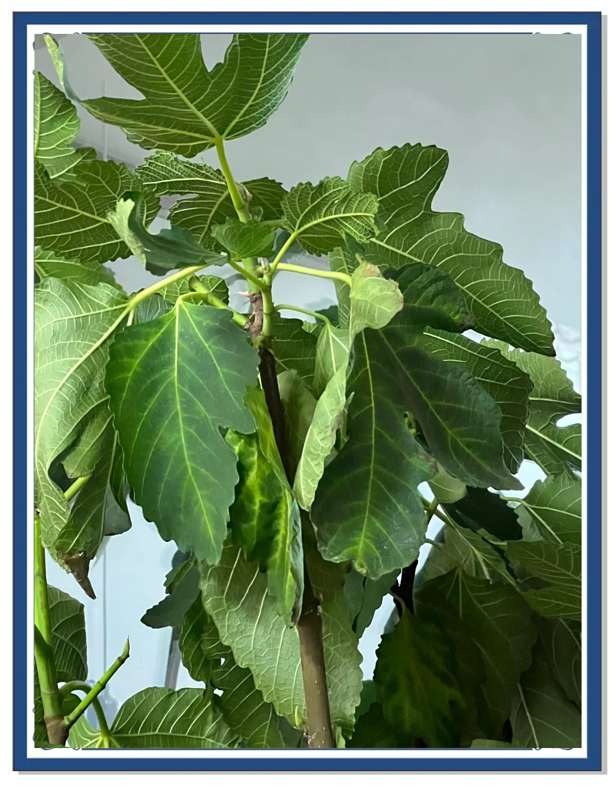 2025年中国无花果行业：政策补贴1200元/亩+碳关税红利，绿色投资攻守兼备_人保伴您前行,人保财险 