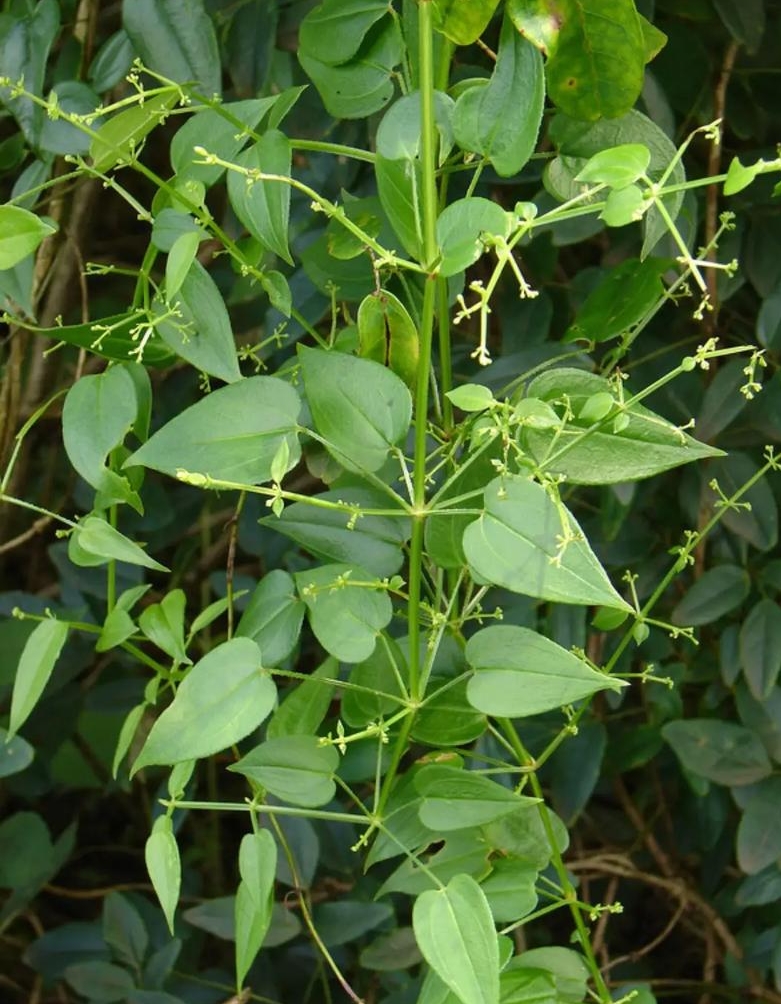 2025年中国无花果行业：政策补贴1200元/亩+碳关税红利，绿色投资攻守兼备_人保伴您前行,人保财险 