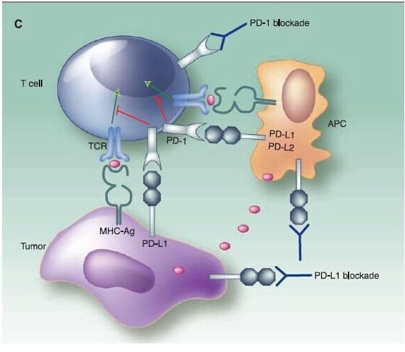 中国创新肿瘤基因检测产品获美国FDA批准上市 实现全球“大满贯”