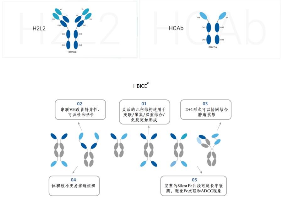 以HCAb技术助力下一代生物制剂研发 和铂医药登上Nature旗下期刊