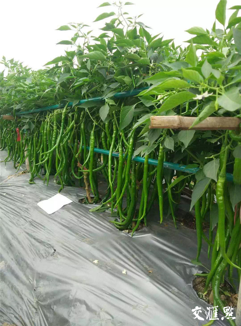 贵州织金：科技赋能农业 五万亩南瓜采收驶入“快车道”