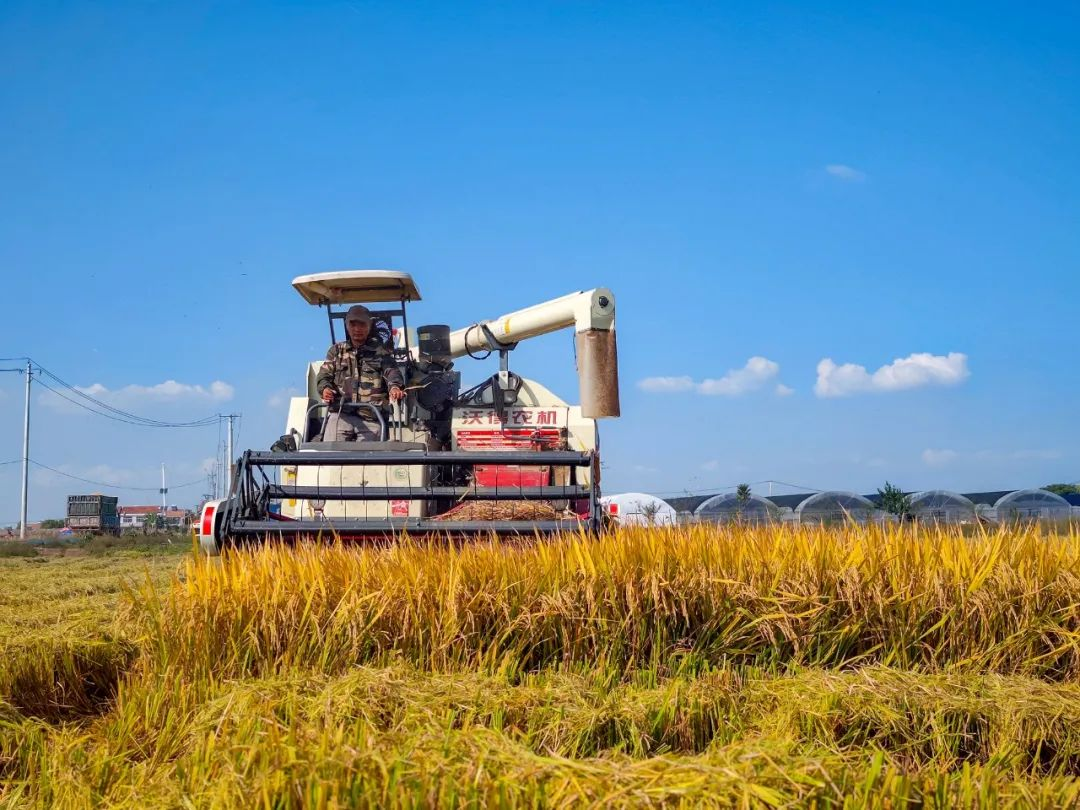 江西上饶：270余万亩中稻迎来丰收