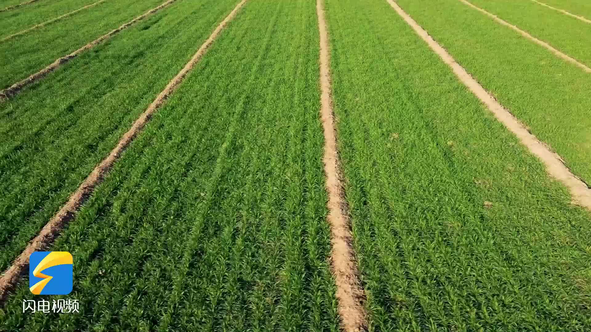 冬小麦可供种量69.1亿公斤 我国今年种子供应有保障