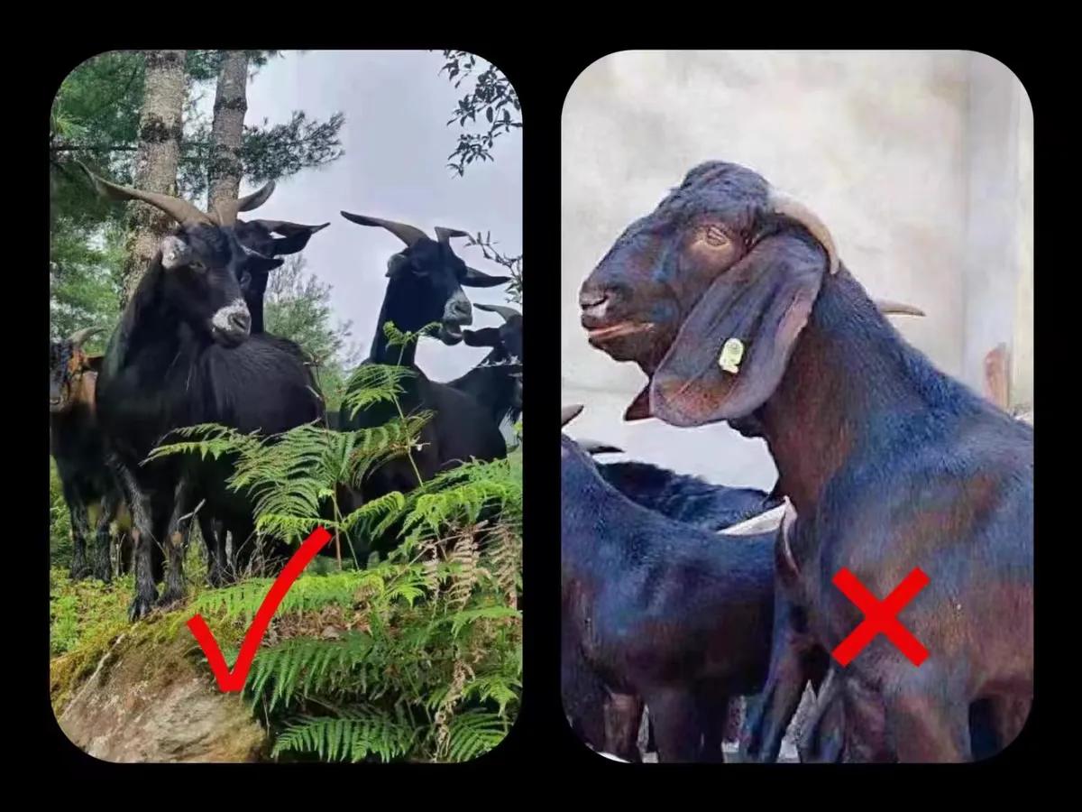 小滩羊变“品牌羊” 金融助写养殖致富经｜丰收新图景