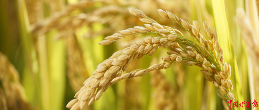 曹县的“逆袭”，从一根网线开始 | 丰收新图景