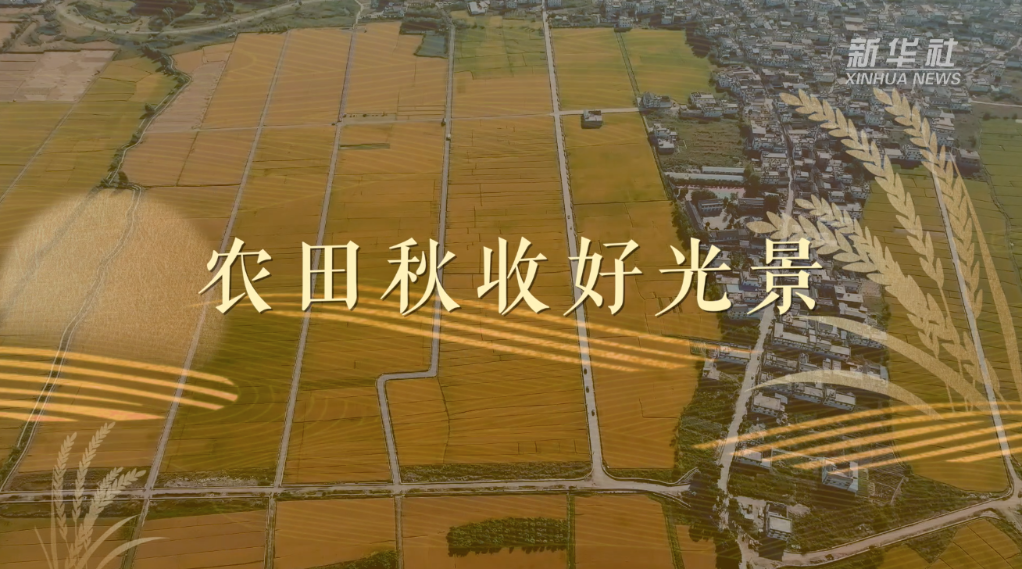 曹县的“逆袭”，从一根网线开始 | 丰收新图景