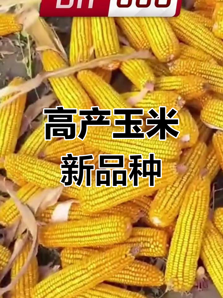 科尔沁区：智慧农业“会说话”玉米高产有保障