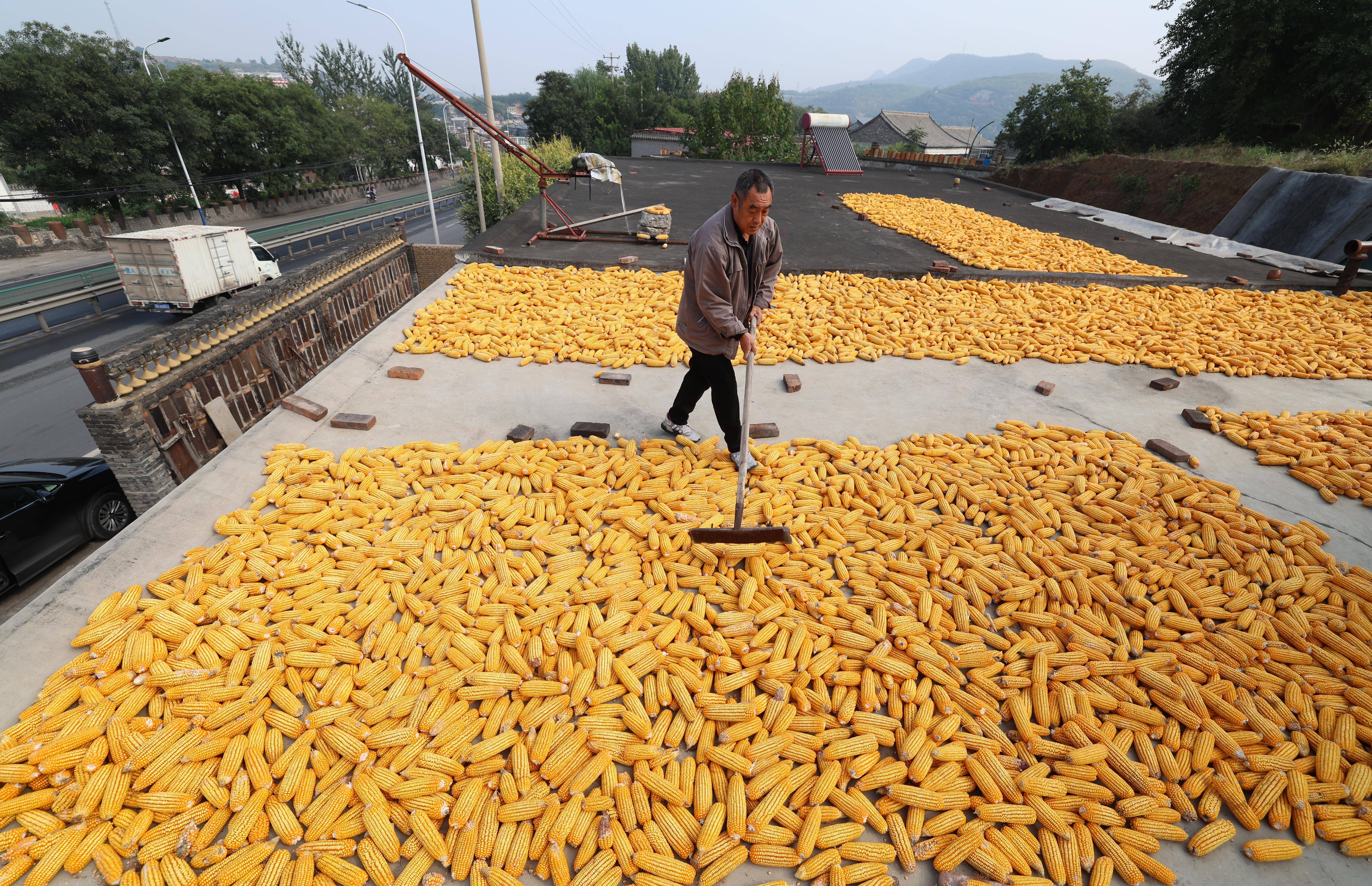 无人机照明助力玉米抢收 安徽秋粮收获超七成