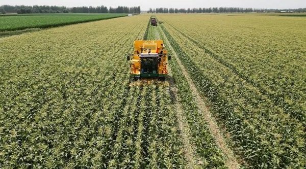 机械化助力秋粮加速归仓 各地加快农业生产共绘神州大地好“丰”景