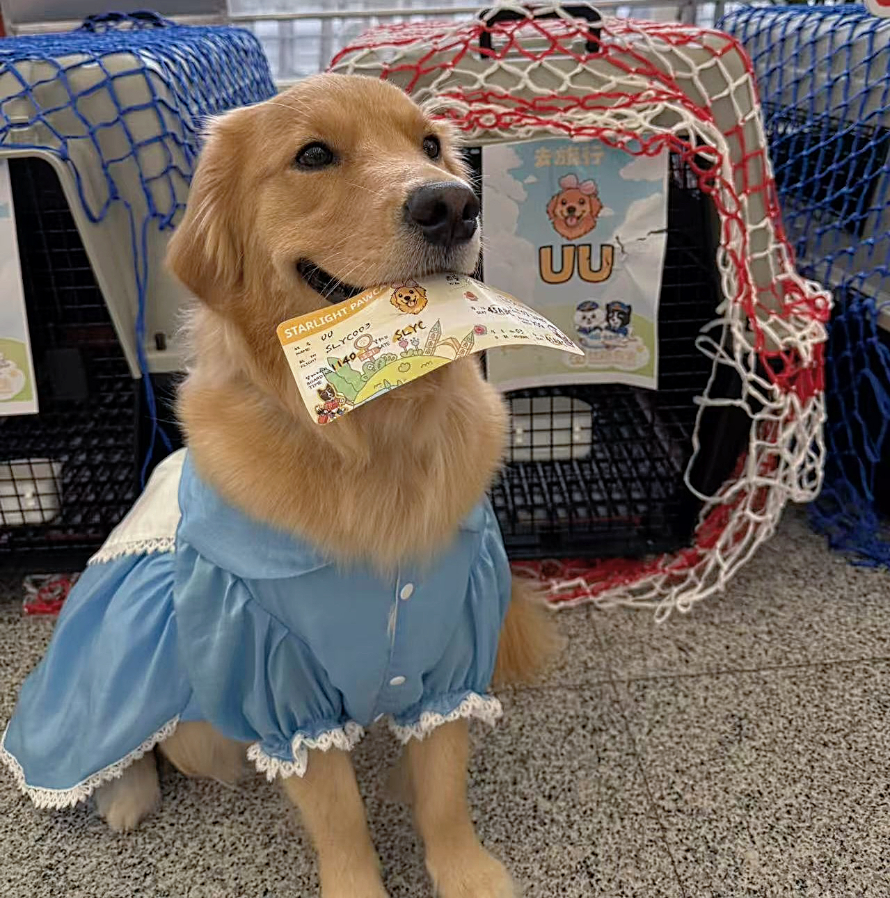 海南离岛免税再扩容 宠物用品、微型无人机也可免税“购”了