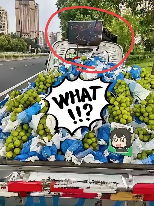 光力科技：2025年11月10日股东人数约为2.6万户