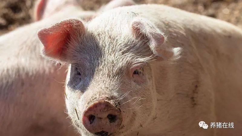 温氏股份猪鸡双轮驱动为何“熄火”？