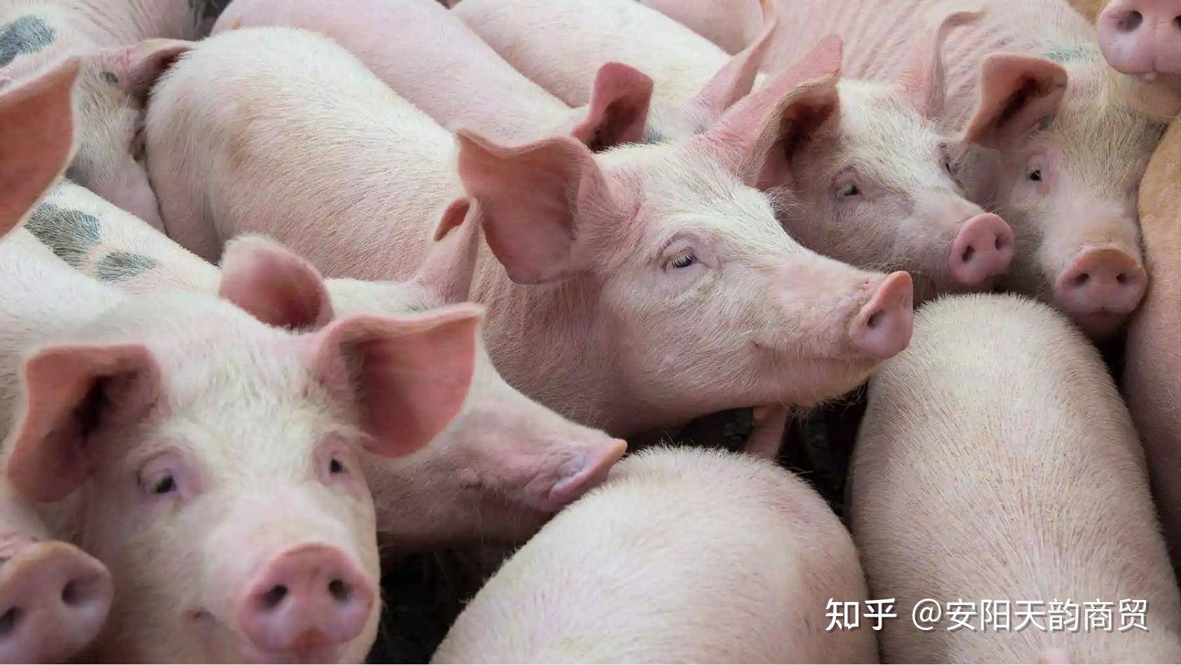 温氏股份猪鸡双轮驱动为何“熄火”？