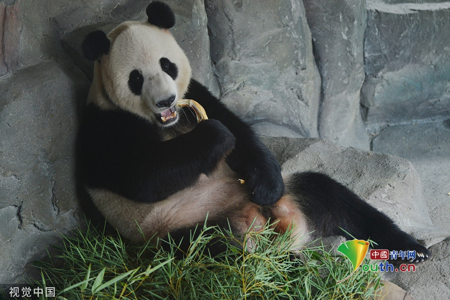 南京熊猫1月12日龙虎榜数据