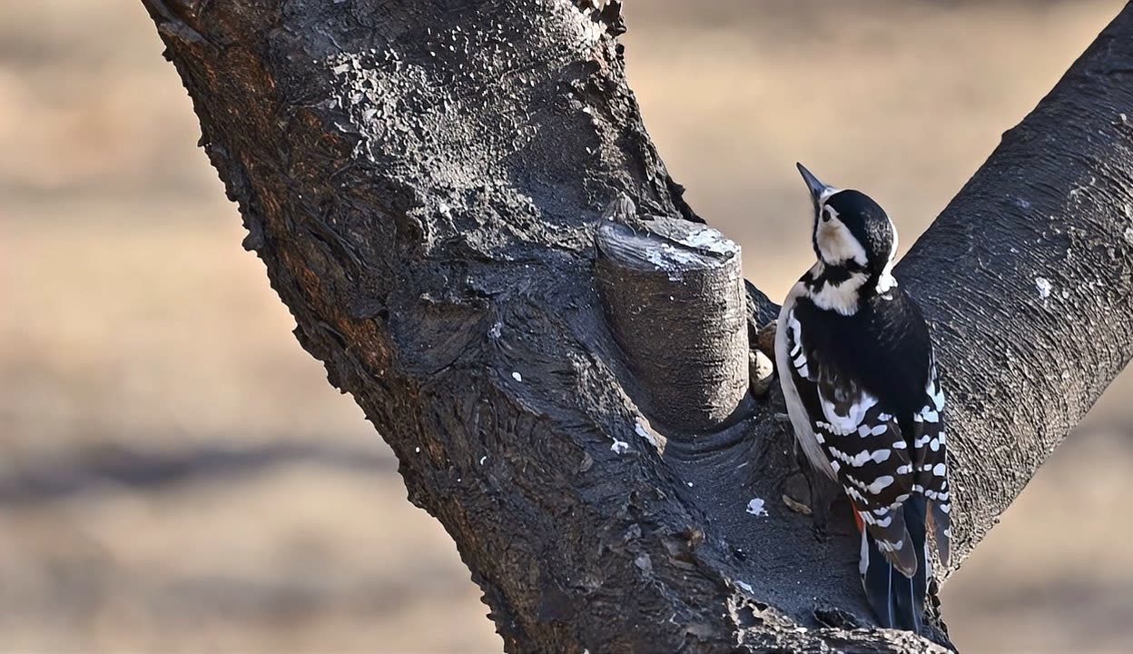 十余天终止6个疫苗研发项目，成大生物“存粮过冬”
