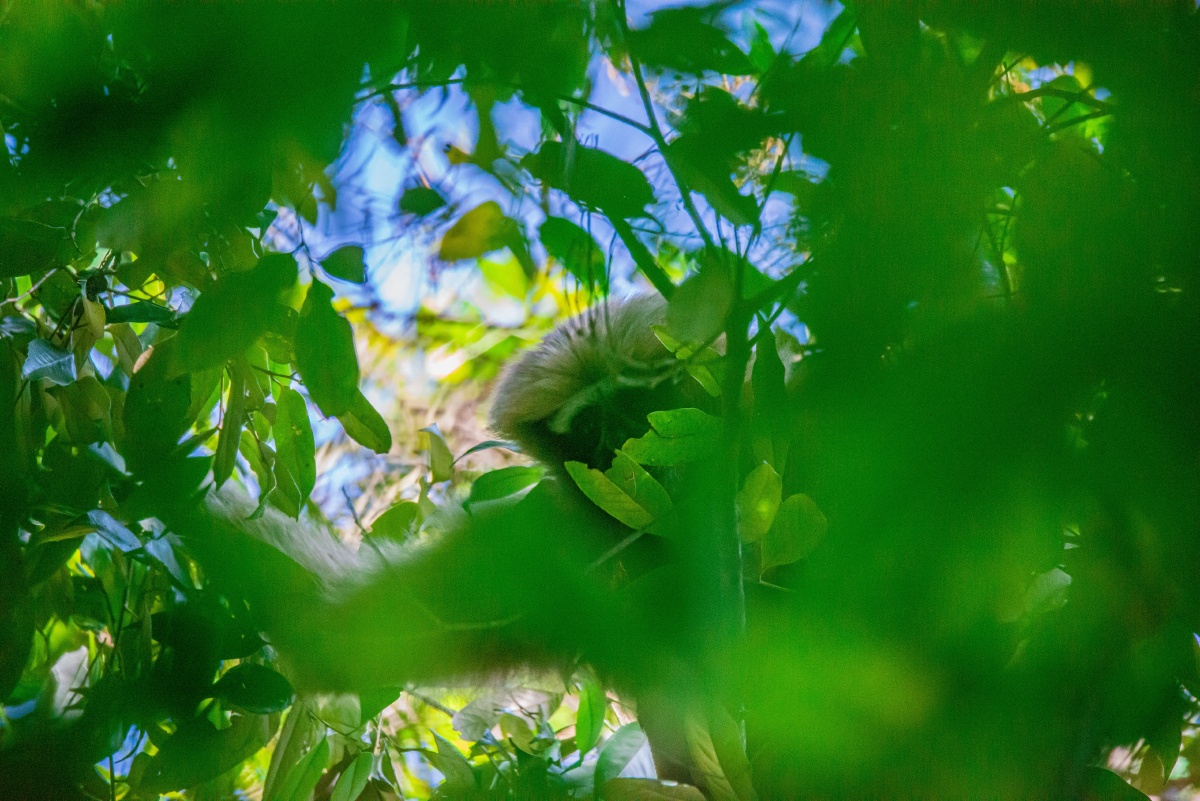 追踪“天行者”：科研影像揭示天行长臂猿的真实生活