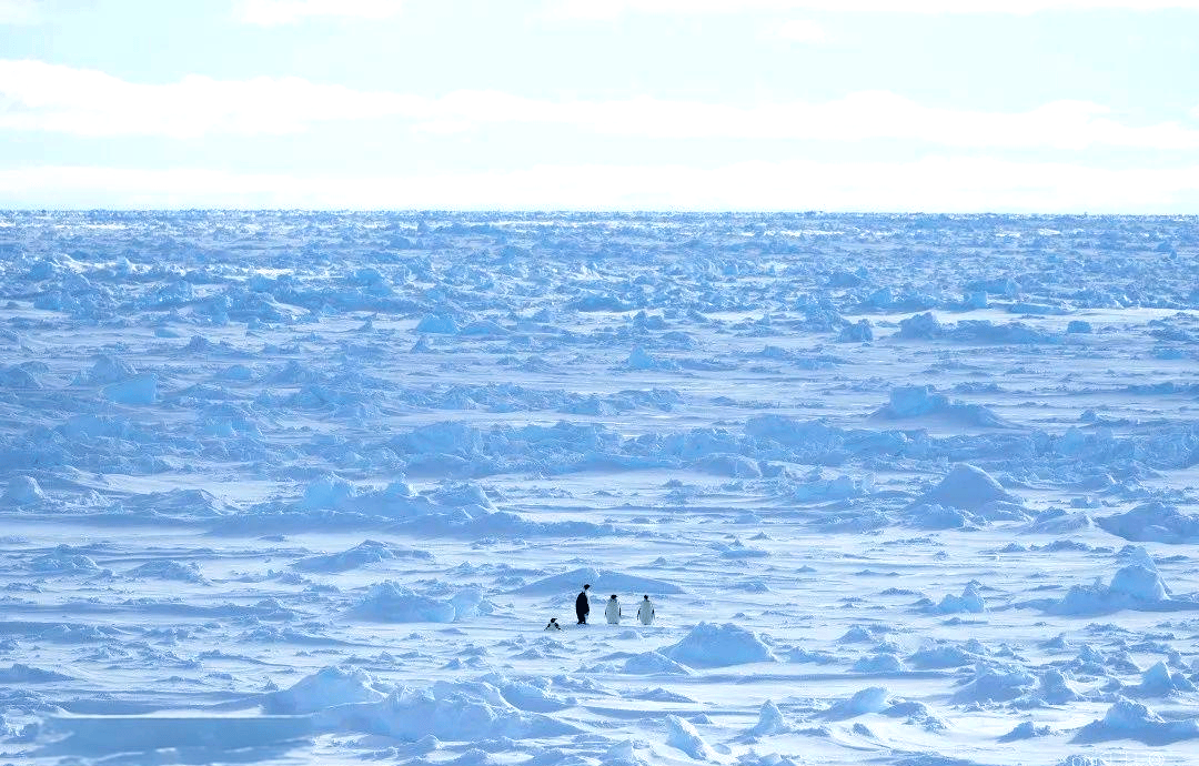 科学与健康丨探秘南极冰间湖！为地球气候档案添新知