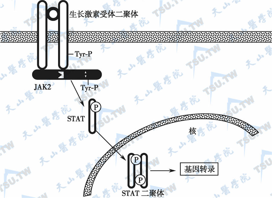 维�N药业生长激素获批 或重塑百亿市场竞争格局