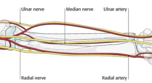 科技之眼丨素问：5亿年前的生物大灭绝藏着什么秘密？