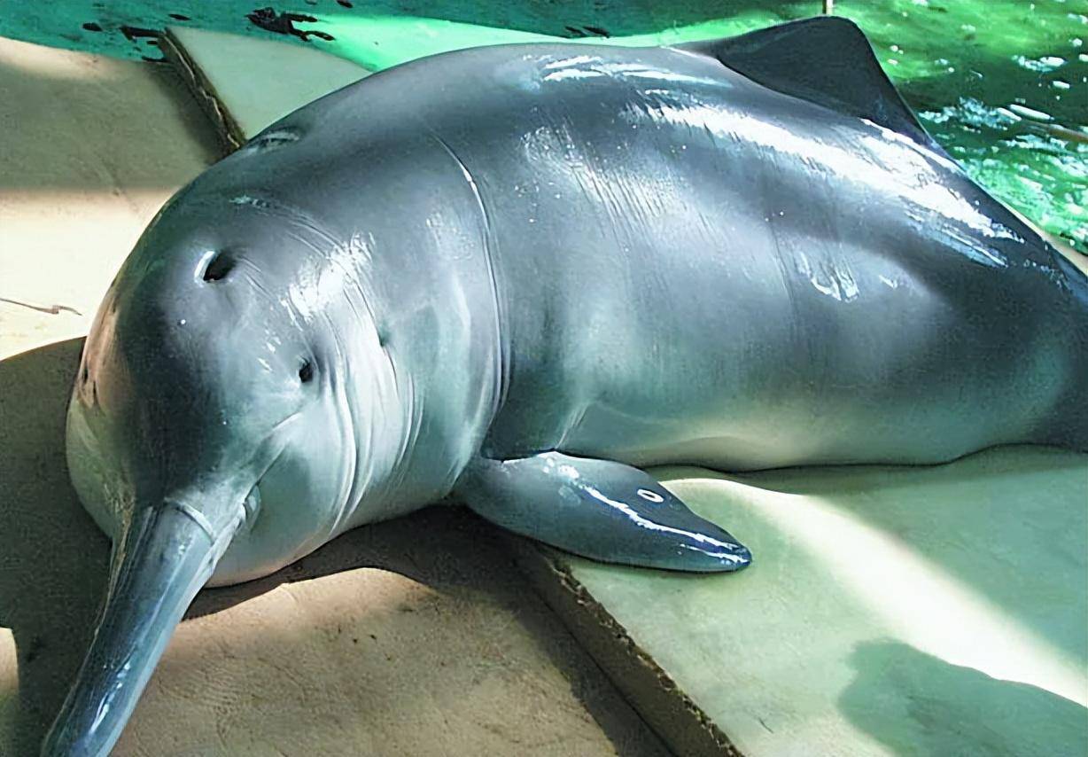 新华鲜报丨1426头！长江江豚新数据见证长江十年禁渔新成效