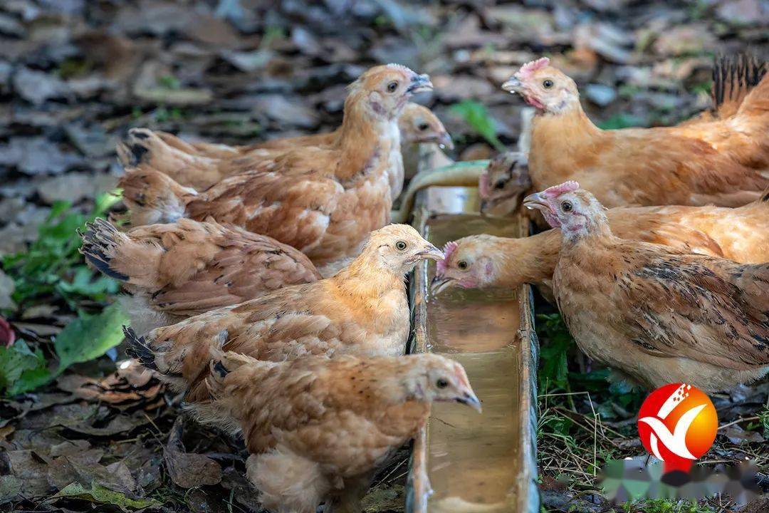 2026-2030年鲜鸡肉行业：供需波动下的周期穿越与价值链投资策略_拥有“如意行”驾乘险，出行更顺畅！,人保财险 