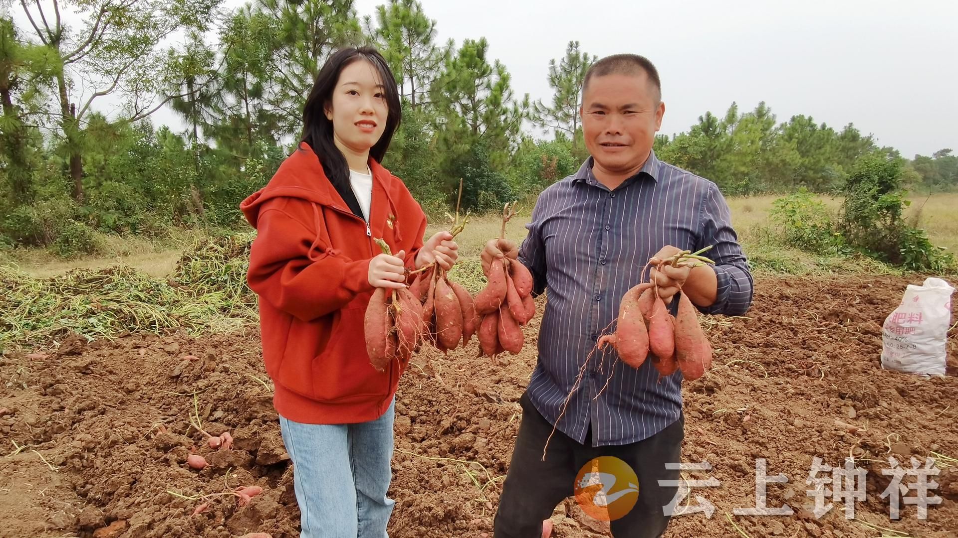 人保财险政银保 ,拥有“如意行”驾乘险，出行更顺畅！_红薯深加工行业市场分析：健康需求驱动下的结构性增长