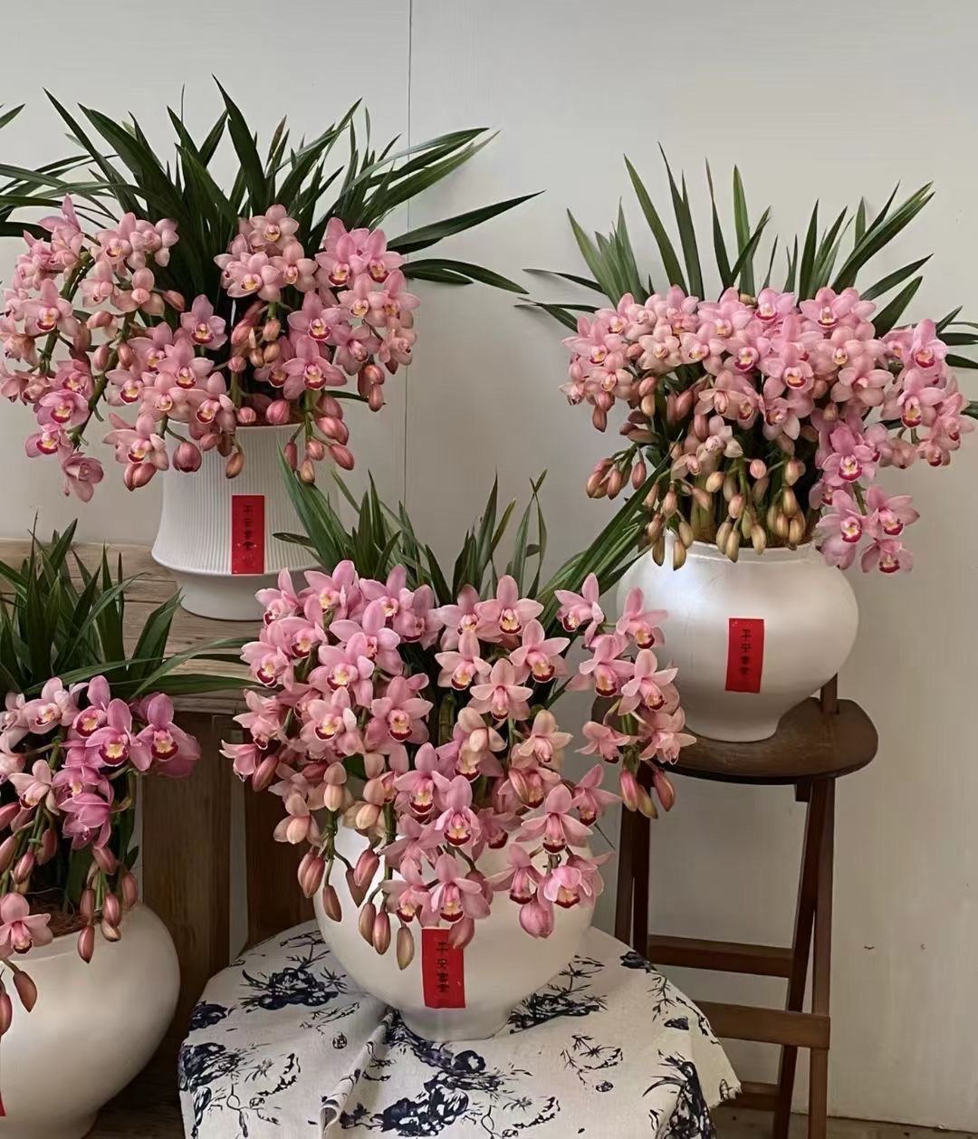 年宵花迎来消费旺季 业内人士称“今年小而美的花走量”