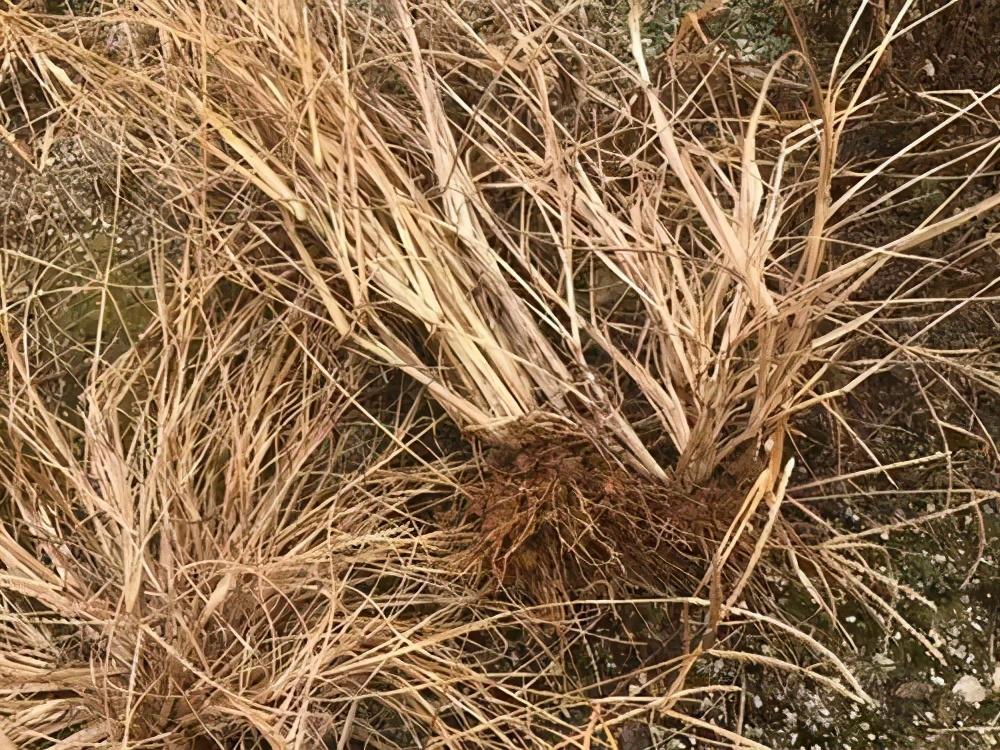 2026草甘膦产业：当“除草剂之王”遭遇“绿色审判”_人保车险   品牌优势——快速了解燃油汽车车险,人保护你周全