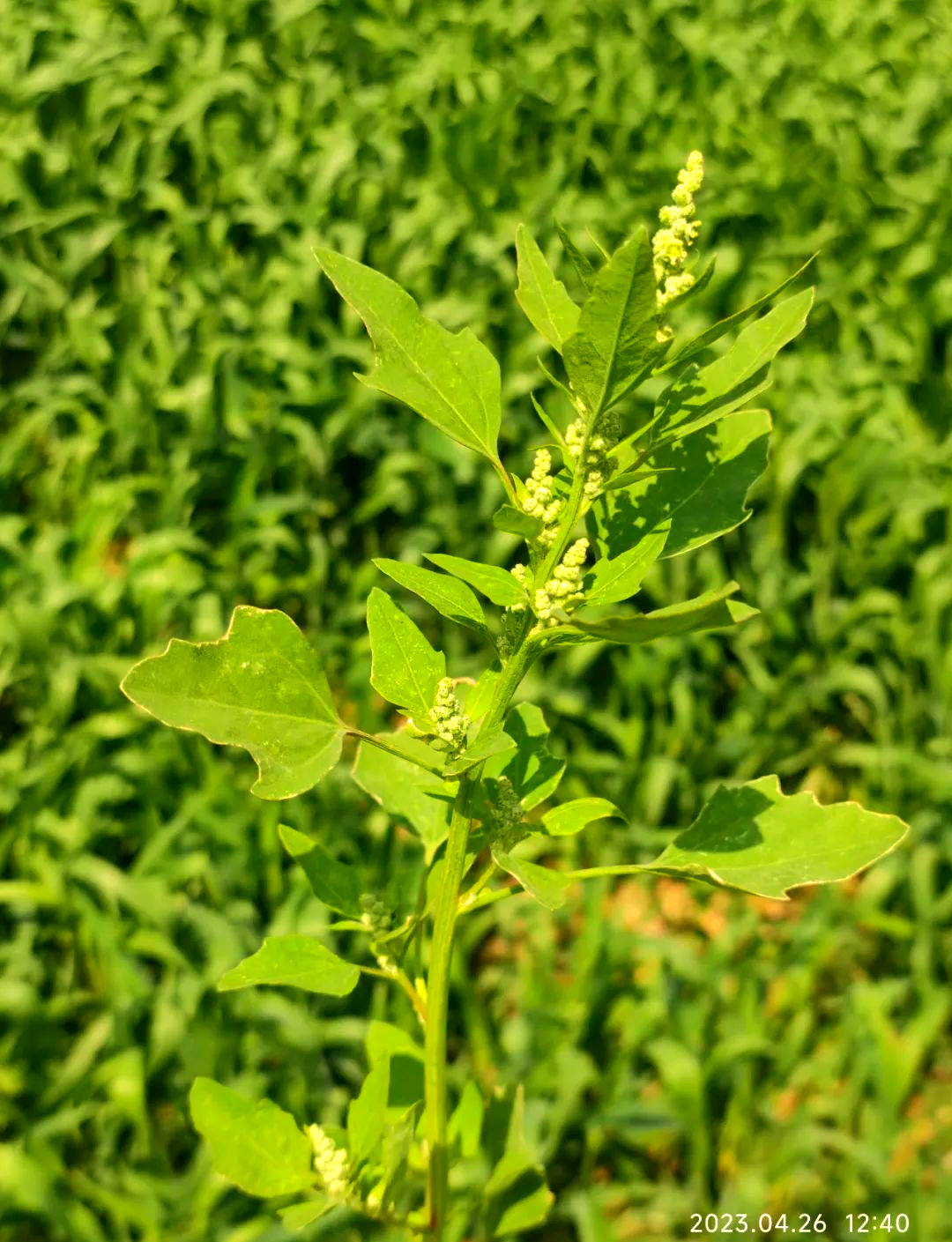 2026草甘膦产业：当“除草剂之王”遭遇“绿色审判”_人保车险   品牌优势——快速了解燃油汽车车险,人保护你周全