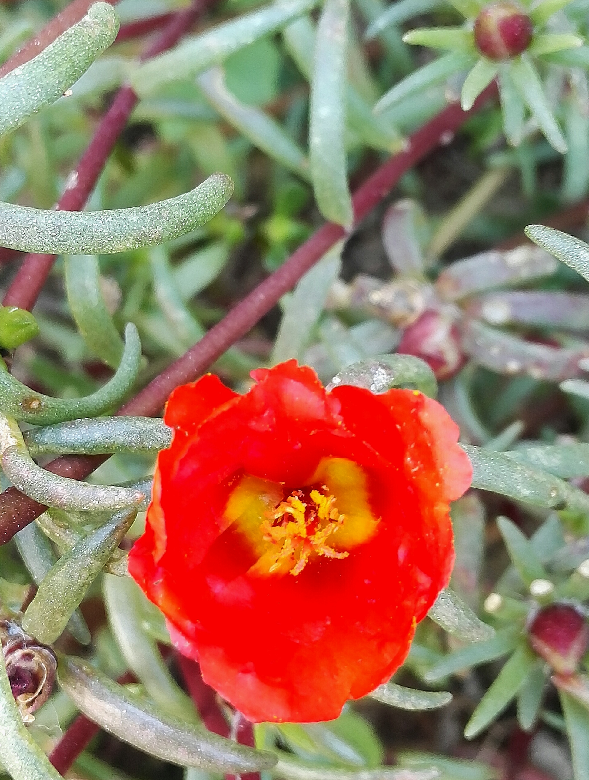 马年话马丨马尾松、马铃薯、马齿苋……盘点植物世界里的“马氏家族”