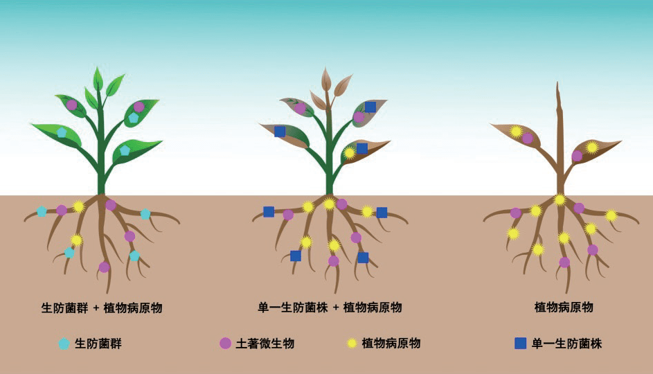中国石油获得发明专利授权：“落地油泥微生物处理诱导剂及其应用”