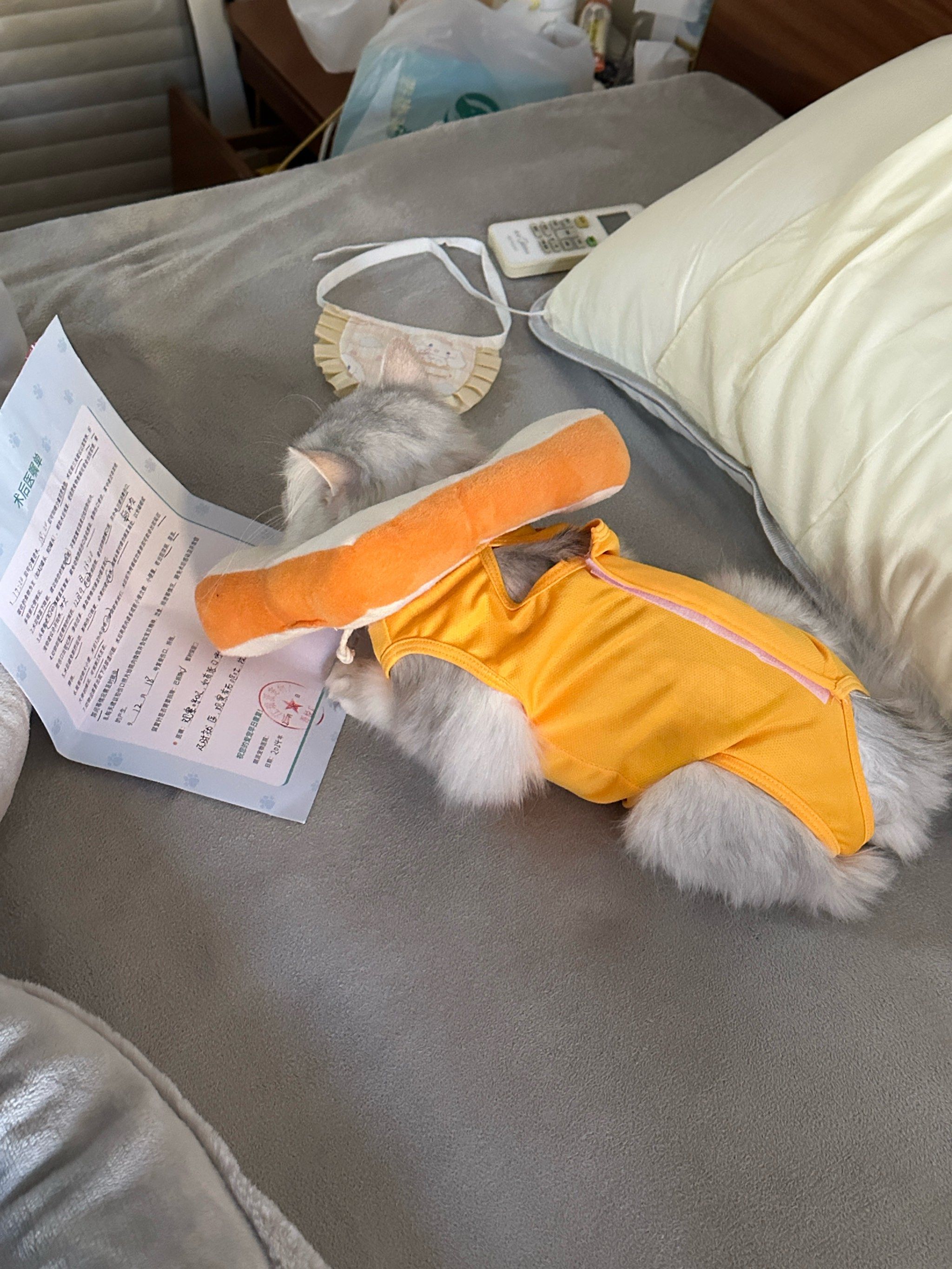 冲刺“宠物医院第一股”！瑞派宠物三年累亏超3亿，扩张急刹车、17.9亿商誉高悬