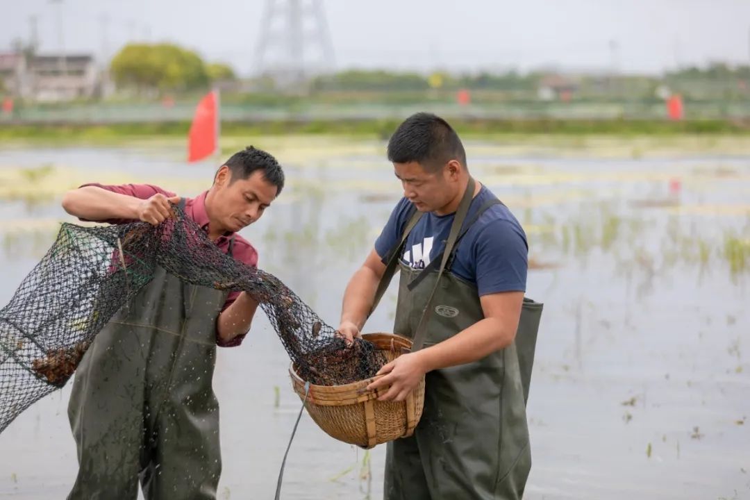 合肥高新区推出15条硬核举措“养龙虾” 最高予以1000万元资金扶持
