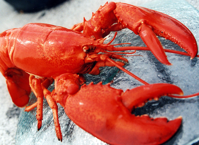 风口之上：“养龙虾”的热闹与隐忧