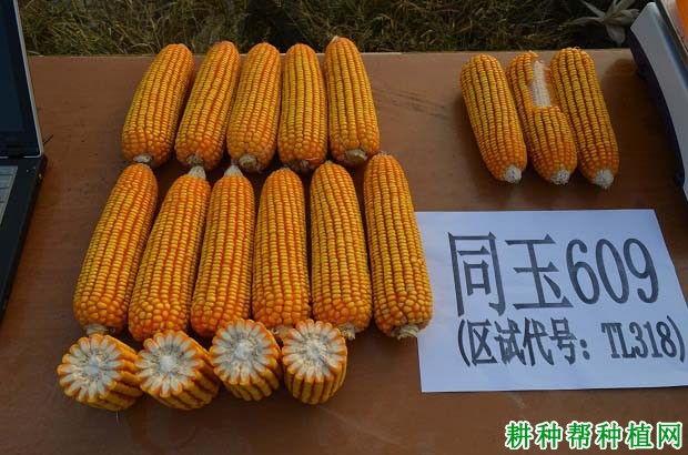 国投丰乐：公司主要品种丰乐520、同玉609等目前均处于转基因品种转育不同阶段