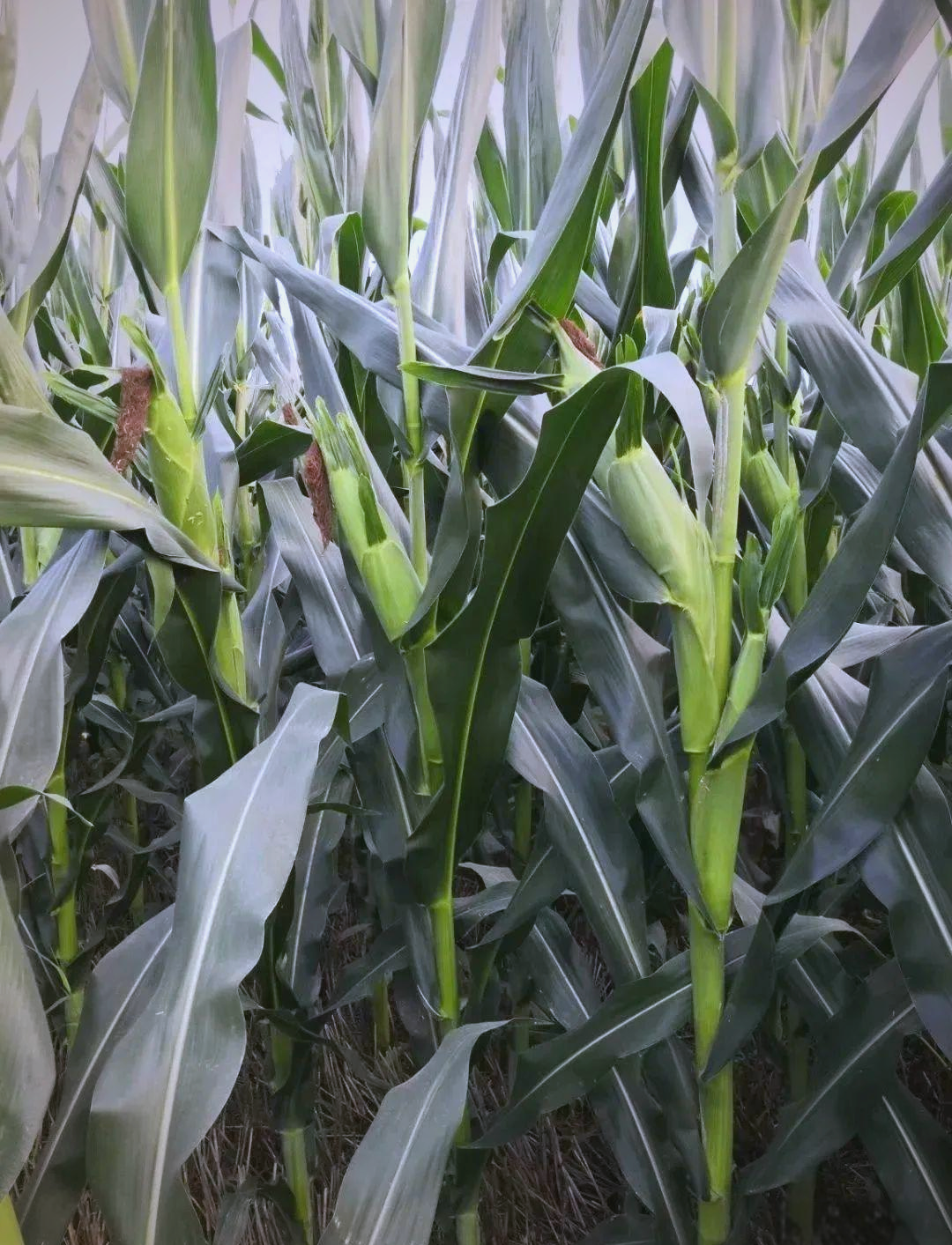 国投丰乐：公司主要品种丰乐520、同玉609等目前均处于转基因品种转育不同阶段