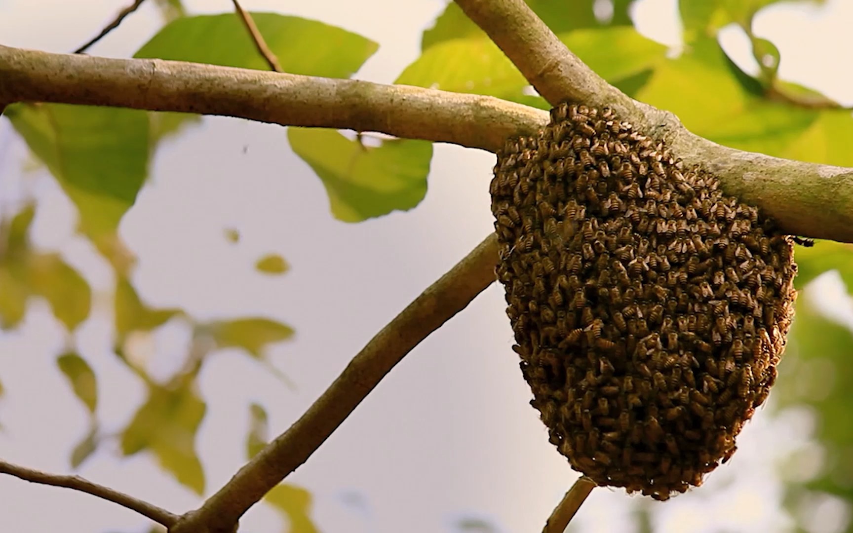 研究揭示：蜜蜂跳“摇摆舞”需要“观众”