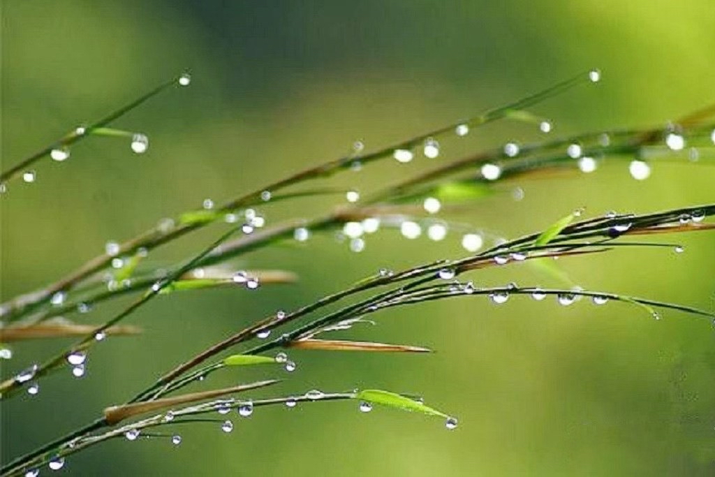 节气物候图鉴：白露至凉意生 全国玉露生凉地图看哪里率先迎秋凉